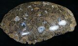 Polished Fossil Coral Head - Morocco #8843-1